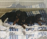Small Photo #6 Doberman Pinscher Puppy For Sale in MIDWEST CITY, OK, USA
