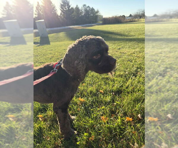 Medium Photo #2 Cocker Spaniel Puppy For Sale in Mukwonago, WI, USA