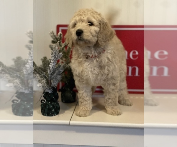 Medium Photo #10 Goldendoodle Puppy For Sale in BATTLE GROUND, WA, USA