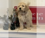 Small Photo #10 Goldendoodle Puppy For Sale in BATTLE GROUND, WA, USA