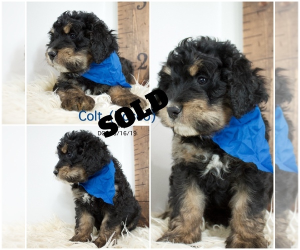 Medium Photo #2 Bernedoodle Puppy For Sale in FLOYD, IA, USA