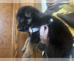 Small #3 German Shepherd Dog