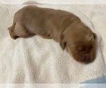 Small Photo #6 Golden Retriever Puppy For Sale in FOUNTAIN, CO, USA