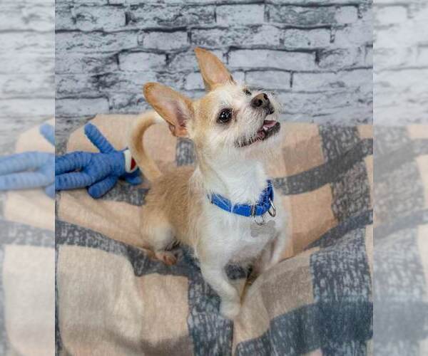 Medium Photo #6 Mutt Puppy For Sale in Kennesaw, GA, USA