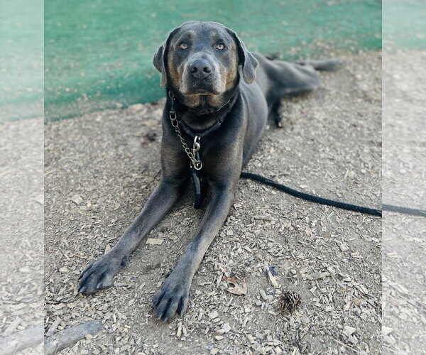 Medium Photo #4 Mutt Puppy For Sale in Clarkesville, GA, USA