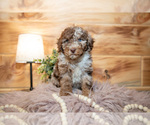 Small #1 Poodle (Miniature)