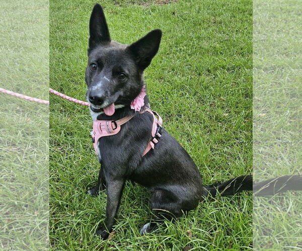 Medium Photo #1 German Shepherd Dog-Unknown Mix Puppy For Sale in Alexander, AR, USA