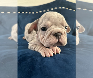 French Bulldog Puppy for sale in NASHVILLE, TN, USA