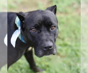Bullmastiff-Unknown Mix Dogs for adoption in San Antonio, TX, USA