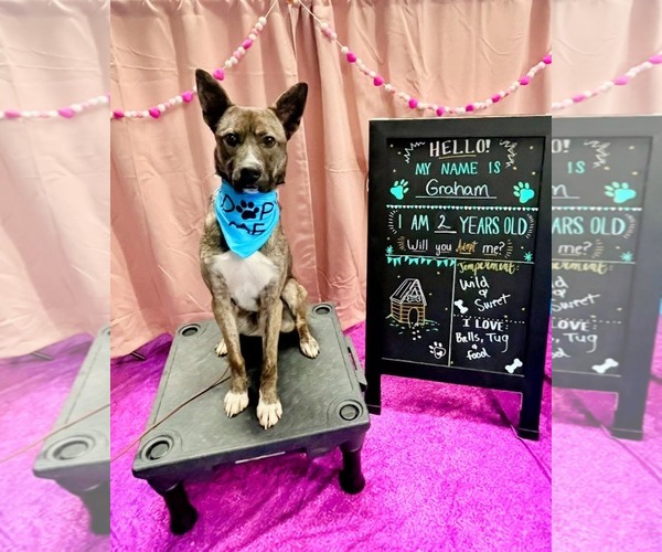 Medium Photo #1 Boxer-Unknown Mix Puppy For Sale in Darlington, MD, USA