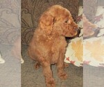 Small Photo #29 Goldendoodle Puppy For Sale in LINCOLN, AL, USA