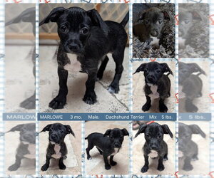 Dachshund-Unknown Mix Dogs for adoption in Mesa, AZ, USA