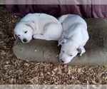 Small Photo #8 American Pit Bull Terrier-Labrador Retriever Mix Puppy For Sale in MOORESBORO, NC, USA