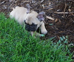 Small Photo #1 French Bulldog Puppy For Sale in LOUISVILLE, CO, USA