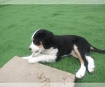 Small Photo #75 Australian Shepherd-Cavalier King Charles Spaniel Mix Puppy For Sale in HOWLAND, OH, USA