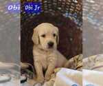 Puppy Obi jr Goldendoodle