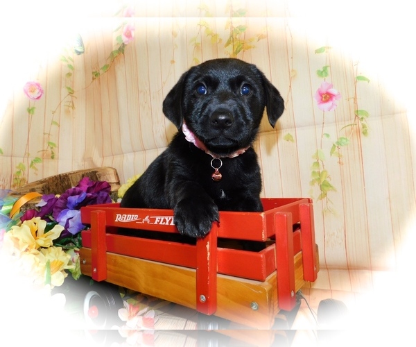 Medium Photo #1 Jack Russell Terrier-Labrador Retriever Mix Puppy For Sale in HAMMOND, IN, USA