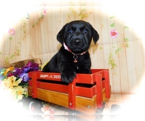Jack Russell Terrier-Labrador Retriever Mix Puppy for sale in HAMMOND, IN, USA