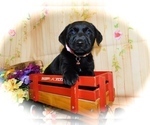 Small Photo #1 Jack Russell Terrier-Labrador Retriever Mix Puppy For Sale in HAMMOND, IN, USA