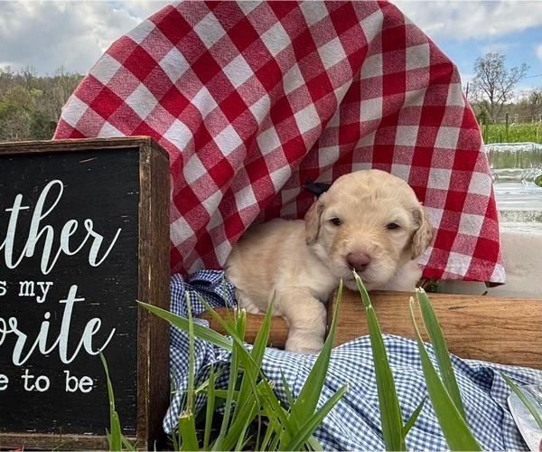 Medium Photo #9 Goldendoodle Puppy For Sale in LEBANON, TN, USA