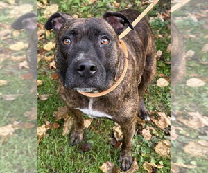 American Pit Bull Terrier Dogs for adoption in Evansville, IN, USA