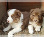 Small Photo #19 Australian Shepherd Puppy For Sale in LEWISBURG, TN, USA