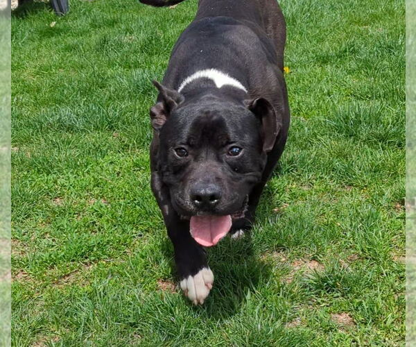 Medium Photo #4 American Pit Bull Terrier Puppy For Sale in La Porte, IN, USA