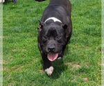 Small #3 American Pit Bull Terrier