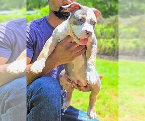 American Bully Puppy for sale in SPANISH LAKE, MO, USA