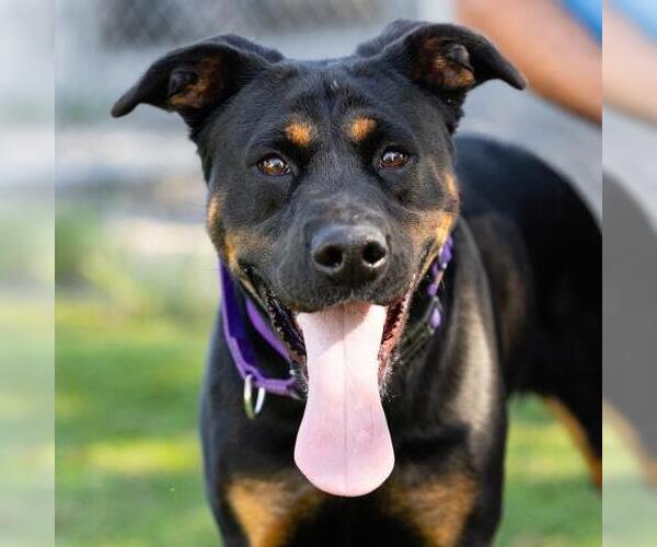 Medium Photo #2 Shepweiller Puppy For Sale in Camarillo, CA, USA