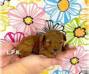 Poodle (Toy) Puppy for sale in WINNSBORO, LA, USA