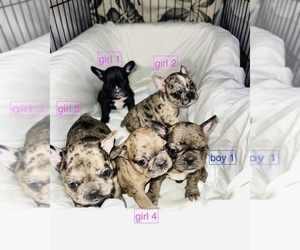 French Bulldog Puppy for sale in ASHEBORO, NC, USA