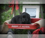 Puppy 0 Boxador-English Cream Golden Retriever Mix