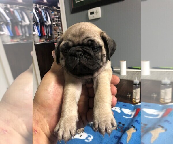 View Ad: Pug Litter of Puppies for Sale near Russia