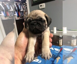 Pug Puppy for sale in PASADENA, TX, USA