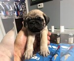 Small Pug