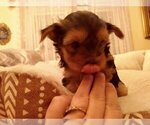 Small Yorkshire Terrier