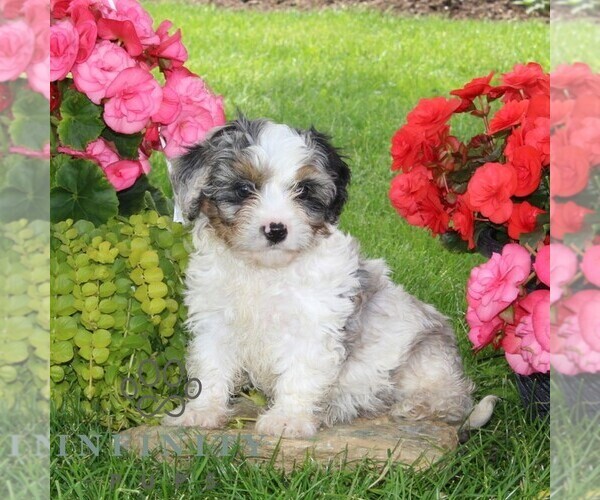 Medium Photo #3 Cavapoo Puppy For Sale in KIRKWOOD, PA, USA