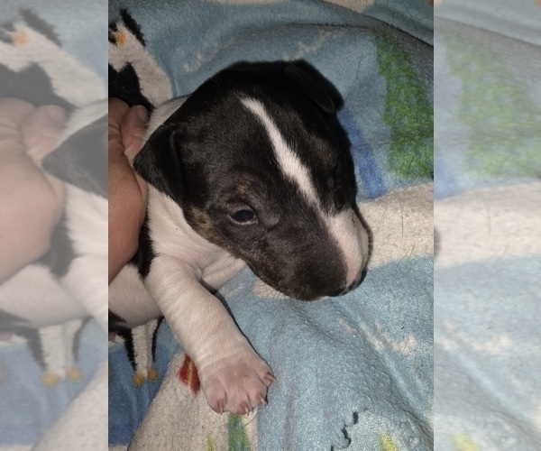 Medium Photo #8 Bull Terrier Puppy For Sale in LONG BEACH, CA, USA