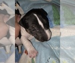 Small #7 Bull Terrier