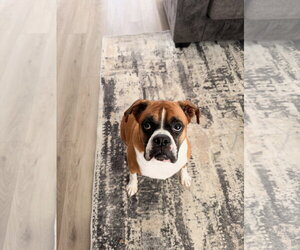 SAMU - Male Boxer Dog for Adoption - Photo #6