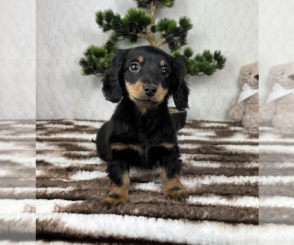Medium Photo #3 Dachshund Puppy For Sale in FRANKLIN, IN, USA