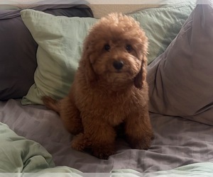 Father of the Goldendoodle-Miniature Bernedoodle Mix puppies born on 04/03/2025