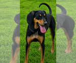 Small #1 Coonhound