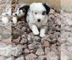 Small Photo #1 Miniature Australian Shepherd Puppy For Sale in SULLIVAN, MO, USA
