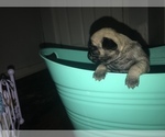 Small Photo #3 Pug Puppy For Sale in FALMOUTH, VA, USA
