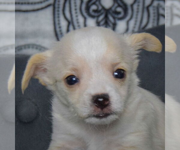 Medium Photo #6 Chiweenie Puppy For Sale in Huntley, IL, USA