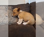 Small #3 Pembroke Welsh Corgi