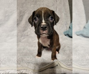 Boxer Puppy for Sale in SPRINGFIELD, Illinois USA
