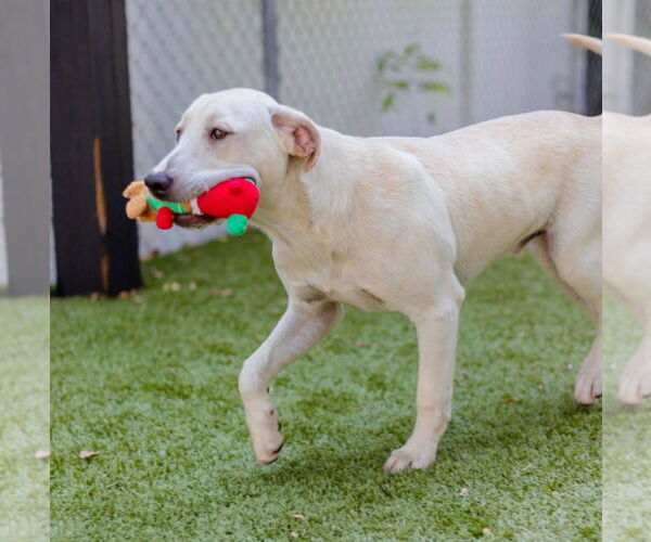 Medium Photo #3 Labrador Retriever-Unknown Mix Puppy For Sale in Canton, CT, USA